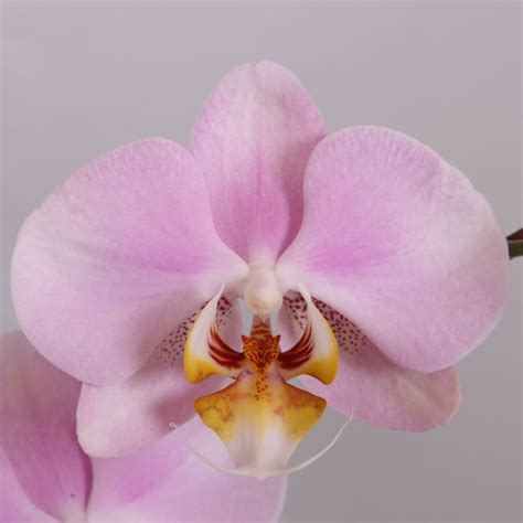 Nurturing the Phalaenopsis Magic: Orchid Care in Different Climates